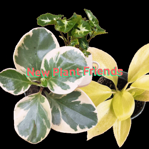 syngonium meaning, definitions, synonyms