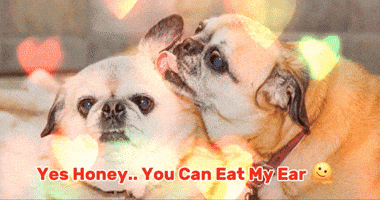 Dog Love GIF