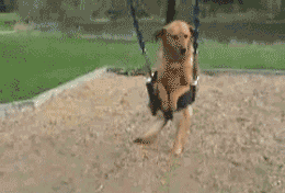 Video gif. A dog in a child's swing at a playground, hind legs and tail through the holes, seems to smile as it swings back and forth.
