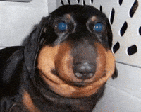 Stinging Bee Gifs Get The Best Gif On Giphy Stinging Bee Gifs Get The Best Gif On Giphy