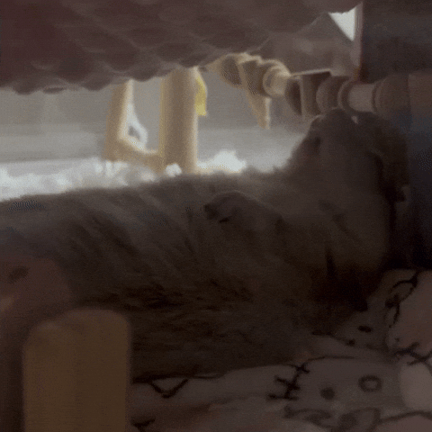 Squirrel Nap GIF
