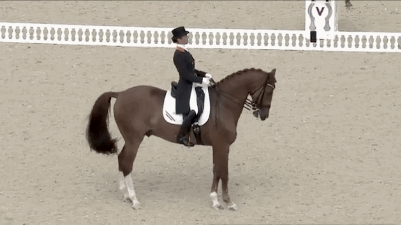 Dressage GIF
