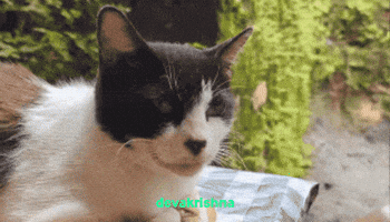 Cat GIF