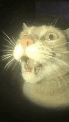 Shocked Cat GIF