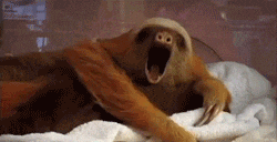 tired sloth GIF - tired sloth GIF