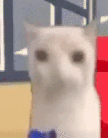 Cat Chips GIF by Oneudu