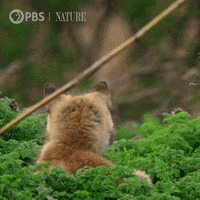 Pounce Baby Animals GIF by Nature on PBS