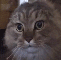 Photo gif. In altered image, cat appears concerned, dropping its jaw repeatedly.