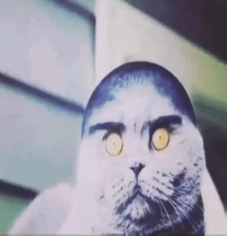 Scottish Fold Cat GIF