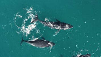 Whale GIF