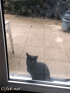 Video gif. A black cat is sitting outside of a glass door and all of a sudden, it jumps up, begging to be let in. It bounces on its hind legs and stretches across the glass.
