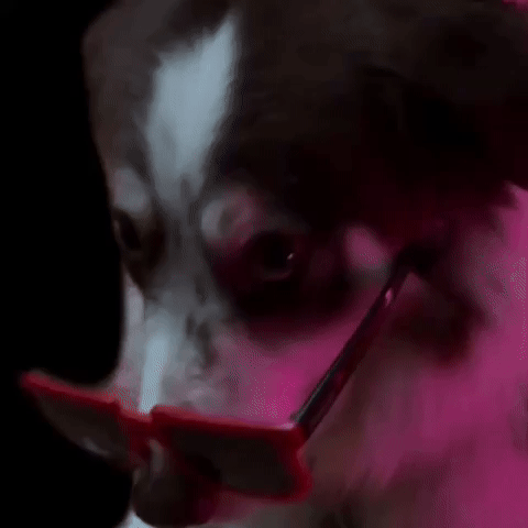 Dog GIF