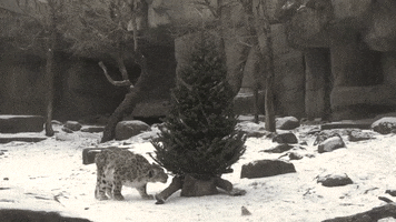 Christmas Zoo GIF by Storyful