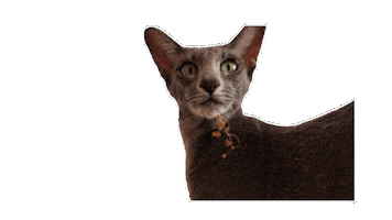 Animated Sticker