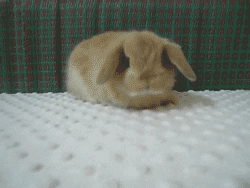 rabbit sniffing GIF