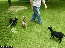 [Image: giphy.webp?cid=ecf05e47m0p247sbqom5se4u5...giphy.webp]