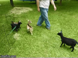 Funny Animals GIF