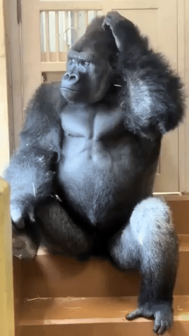 Meme GIF