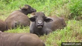 buffalo GIF