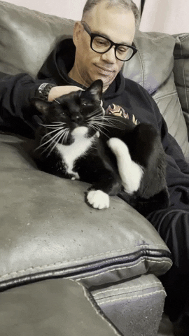Cat GIF