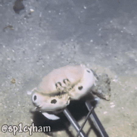 Animation Pixel Art GIF