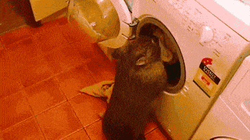  laundry chores wombat GIF