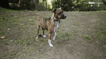 Barkitecture GIF by The Roku Channel
