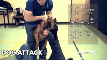 dog attack GIF by AKBAN Academy