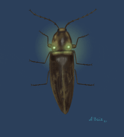 Firefly Beetle GIF by Alejandra Baiz