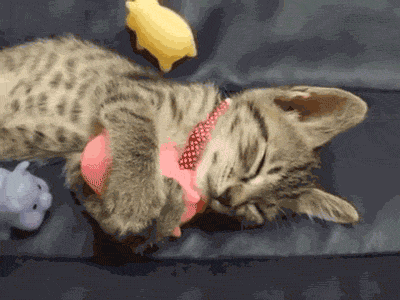 Snuggly GIF