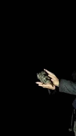 Owl Research GIF