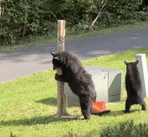 Discover Life in America GIF