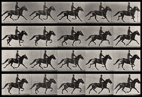 Eadweard Muybridge Horse GIF by GIF IT UP