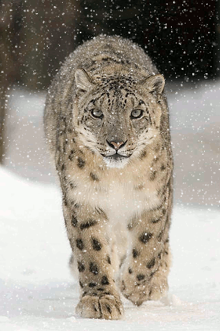 leopard