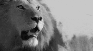 black and white lion GIF