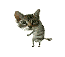 Transparent Cats GIFs on Giphy