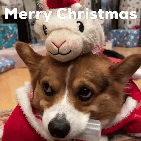 Merry Christmas Dog GIF