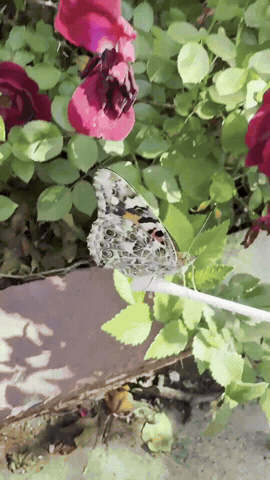 outofluck_club GIF