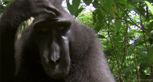 Celebes Crested Macaque GIFs - Get the best GIF on GIPHY