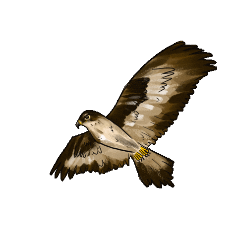 Falcon Sticker by girlinwhiteglasses