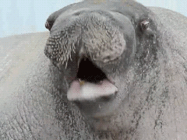 walrus GIF
