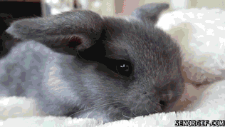 rabbit bunnies GIF