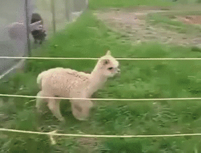  alpaca GIF
