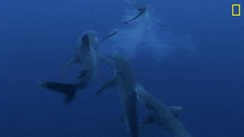 Nat Geo Swimming GIF by National Geographic Channel