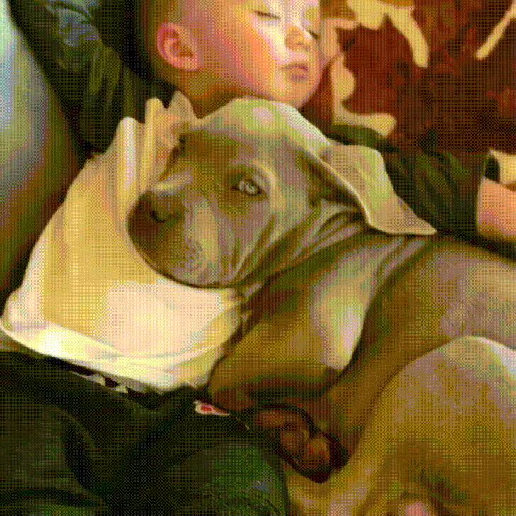 puppy protecting GIF