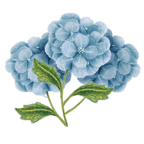 Berries Blackberry Sticker