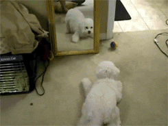 Dog Mirror GIF by The BarkPost