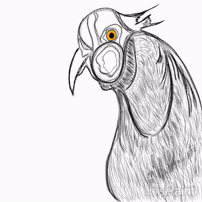 Ibist Ornithology Artanddesaign GIF