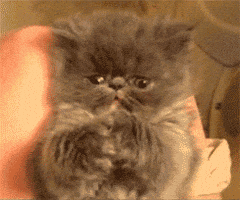 200.gif?cid=f0bdee7021ppe0z3ks5ssmrcka78nx7ioa2midzmhupkm8ht&rid=200.gif&ct=g