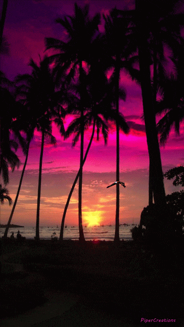 Pipercreations Nature Tropical Palmtrees Sunset Water Sky Clouds Eagle Purple Magenta GIF by PiperCreations